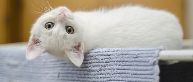 Assurance santé chat
